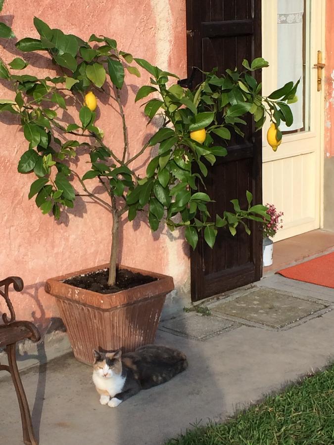 Agriturismo Il Pettirosso Guest House Forli Luaran gambar